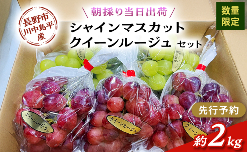 【先行予約】【数量限定】【朝採り当日出荷】信州・長野市川中島平産 ぶどう「シャインマスカット、クイーンルージュ」セット 約2kg（4～5房） 2026年9月下旬より順次発送