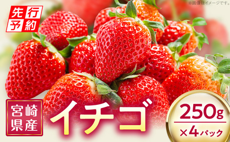 《2025年発送先行予約》宮崎県産イチゴ 250g×4パック 果物 苺 フルーツ