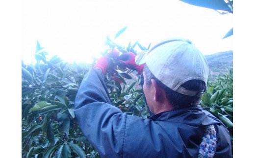 極早生 みかん 家庭用 7.5kg / 極早生みかん 温州みかん 甘い 家庭用 和歌山 柑橘 ※10月上旬～11月上旬順次発送 ※北海道・沖縄・離島への配送不可 【nuk003-r-7d5B】