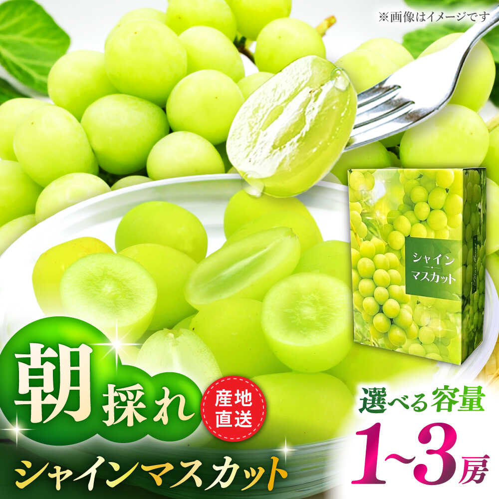 【ふるさと納税】【先行予約】選べる容量！シャインマスカット 1房（約600g）/ 2房（約1.2〜1.5kg）/ 3房（約1.5kg～1.65kg）【城 果樹園】[ZFD001] 果物 フルーツ デザート マスカット ぶどう ブドウ 葡萄 朝採れ 朝採り 採れたて 甘い 産地直送 国産 九州 熊本県 山鹿