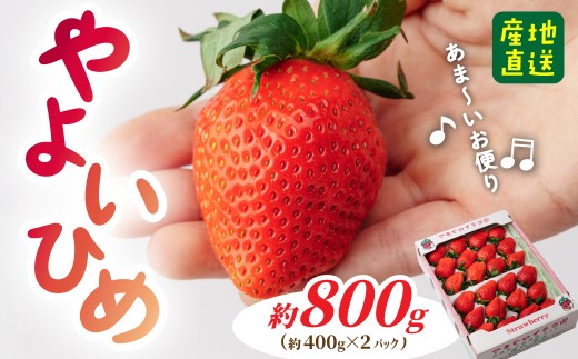 いちご 2026年 やよいひめ 約400g × 2パック (箱入り) 800g | 朝採れ やみつき高品質 たっぷり 贈答用 新鮮 完熟 いちご 旬 苺 ストロベリー 高級 産地直送 果汁 甘い あまい 人気 高評価 高糖度 ごほうび プレゼント 群馬県 前橋市
