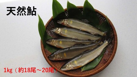 【先行予約】八戸川 天然鮎（1kg）＜2025年6月10日よりお届け＞【192_2002】