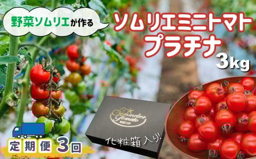 【定期便】ソムリエミニトマト「プラチナ」 3kg × 3ヶ月 | 野菜 やさい トマト とまと ミニトマト みにとまと 熊本県 玉名市