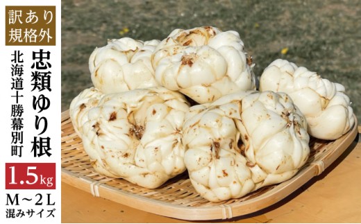 
                  【規格外】十勝幕別 忠類ゆり根 1.5kg（M～2L）9～15玉［JA忠類］9月～3月発送限定【 北海道 幕別町 忠類 十勝 高級食材 お正月 料理 訳あり 】 野菜 ゆりね 北海道産 ワケあり [№5749-1264]
                