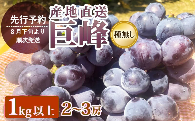 
            【先行予約】ぶどう 種なし「 巨峰」 葡萄   1.0kg以上（2～3房） 【2026年8月下旬より順次発送】 [e36-a008]
          