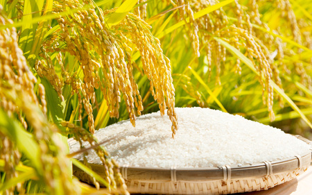 【3ヶ月定期便】【令和6年産 新米】大野産コシヒカリ（白米）5kg×3回 計15kg【大野ブランド米 名水育ち】[D-097001]