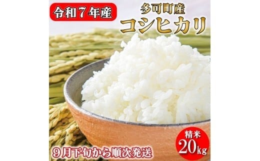 新米予約 令和７年産 お米 20kg 5kg×4 コシヒカリ 精米 兵庫県多可町産 [1221]