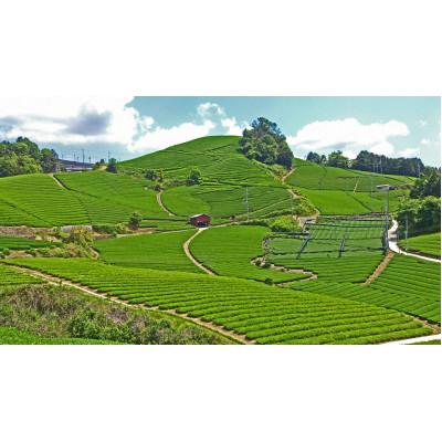 ふるさと納税 和束町 【新茶・令和7年度産】和束茶ギフトセット(竹) 　煎茶、かりがね　(2025年5月下旬以降発送分) |  | 03