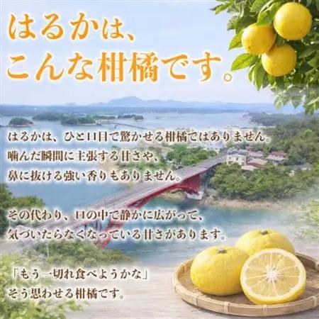 【先行予約】 熊本県産 やさしい甘さと爽やかな味わいのみかん! 訳あり はるか 約4kg(益城町)【1723661】