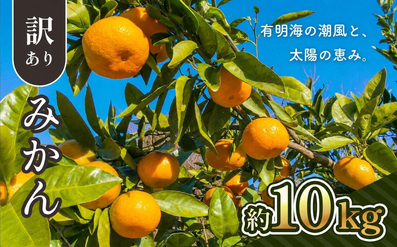 
                  【 先行予約 】ご家庭用 訳ありみかん 約 10kg | 熊本県 熊本 くまもと 和水町 なごみ 柑橘 柑橘類 みかん 訳あり 規格外 不揃い 家庭用 きず ずれ キズ スレ 10kg
                