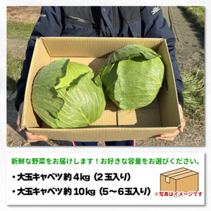 キャベツ 大玉キャベツ 2玉 4kg  (1玉約2kg)  野菜 キャベツ