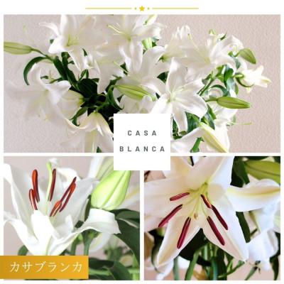 ふるさと納税 十日町市 カサブランカ(規格外品)5本束 |  | 02