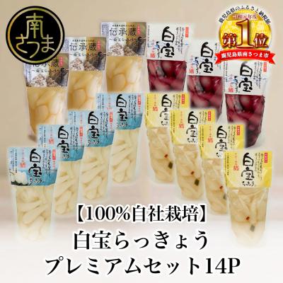 ふるさと納税 南さつま市 【鹿児島県産】白宝らっきょうプレミアムセット 14P(酢漬け・塩漬け各4P、しそ漬け・黒酢漬け各3P