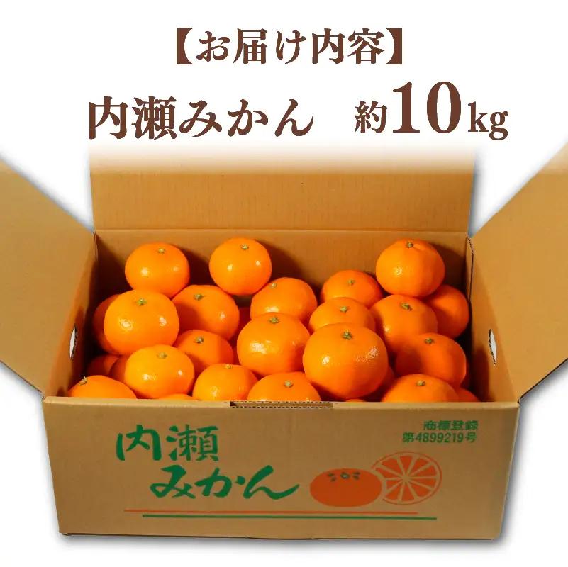 先行予約 内瀬みかん 約10kg アサヒ農園 / みかん 