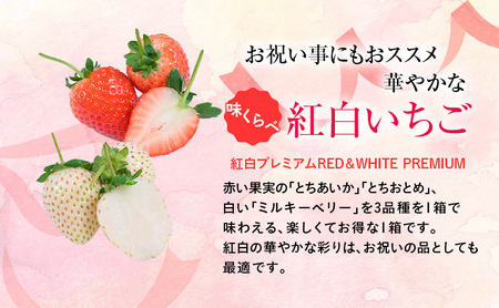 【先行予約】味くらべ紅白いちご 3種 4パック （3～5月発送） ｜ いちご 果物 フルーツ 苺 イチゴ くだもの とちあいか ミルキーベリー とちおとめ 朝取り 新鮮 美味しい 甘い ※2026年3