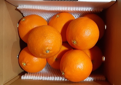紅まどんな 愛媛 ご家庭用 1.5kg （5～13個）【先行予約】【数量限定】愛果28号 愛媛果試第28号 みかん 柑橘 人気 愛媛 伊予市＜2025年11月下旬～順次発送＞｜B249