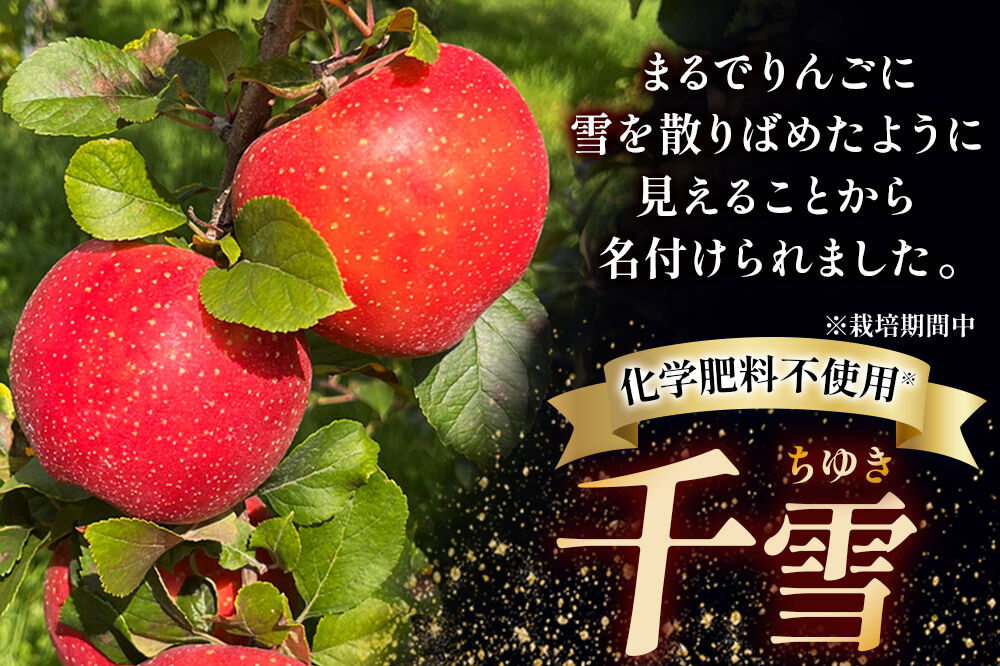 【寄附金額見直しました】【26年10月下旬～発送】りんご 千雪 約10kg カワムラファーム【家庭用】青森 果物 フルーツ 林檎 リンゴ くだもの [先行受付 アップル おいしい ちゆき 果実 果物 