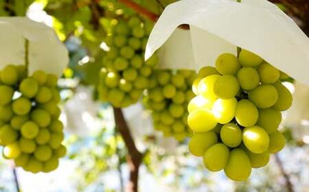 シャインマスカットと旬のぶどう 詰め合わせ 各1房 約900g［小布施屋］ 食べ比べ 果物 詰合せ セット フルーツ ぶどう 詰合せ 数量限定 長野県産 信州産 2種 くだもの フルーツセット おまか