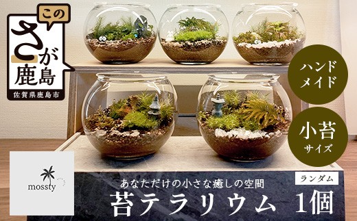 
                  B-892【ふるさと納税】 癒やしの聖域 苔テラリウム 職人仕立て 手作り 佐賀県 鹿島市 送料無料 苔 インテリア 観葉植物 テラリウム ガラス 密閉型 ミニ 卓上 デスク 癒やし プレゼント ギフト 贈り物 お祝い 退職祝い 父の日 母の日 敬老の日 mossty
                