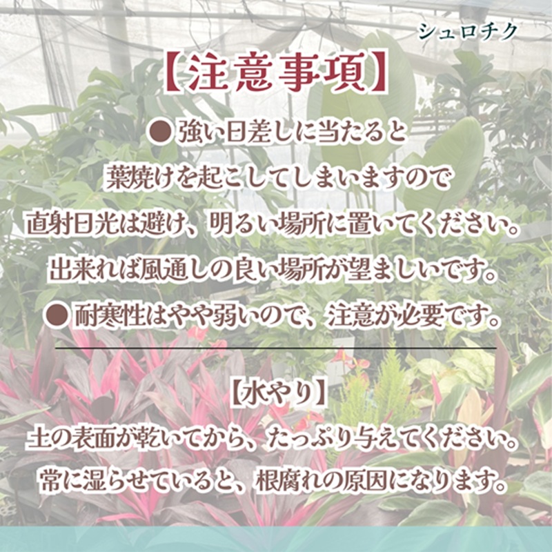 緑の匠が選んだ観葉植物 素敵な空間づくりに シュロチク 10号【E7-003】 シュロチク 観葉植物 インテリア 植物 新築祝い 贈り物 開店祝い 引っ越し祝い 送料無料