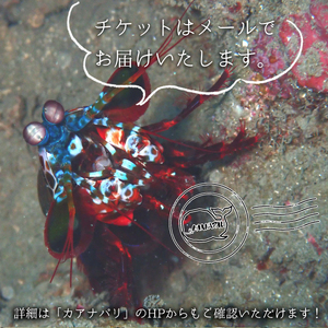 水着1つでお越しください!徳島最南端の海でファンダイビング!