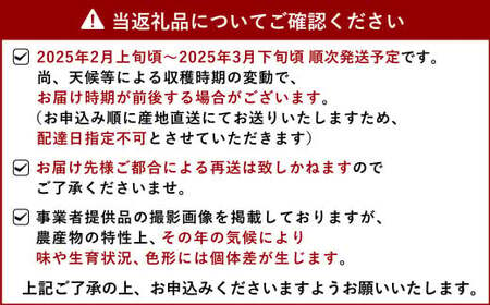 宇城市産 恋みのり イチゴ 4パック 約1kg【2025年2月上旬から3月下旬発送予定】苺 いちご イチゴ 恋みのり