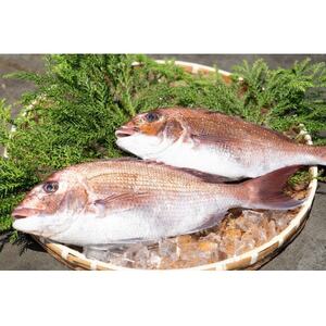 近海お刺身詰め合わせ(サーモン・ひらめ・真鯛・平目昆布〆) 各60g×2パック【配送不可地域：離島】【1692128】