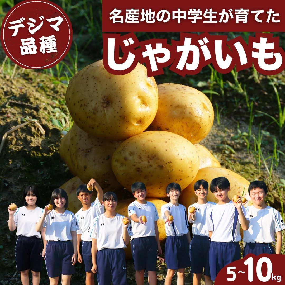 【ふるさと納税】地元中学生の育てた じゃがいも デジマ 5〜10kg 12月発送【野菜 ジャガイモ ポテト いも 芋 産地直送 でじま 出島 高級品種 直送】※2025年12月中旬頃順次発送予定