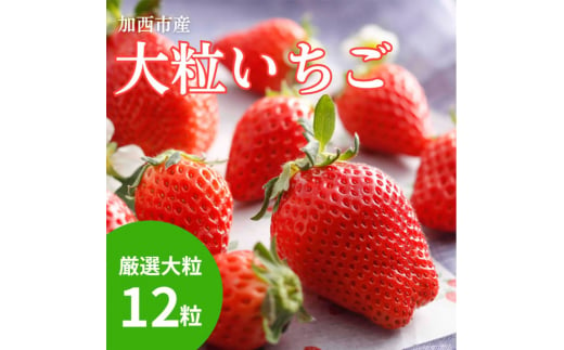 
【厳選大粒いちご】 12粒 加西市産 あきひめ やよい姫 あまクイーン 紅クイーン
