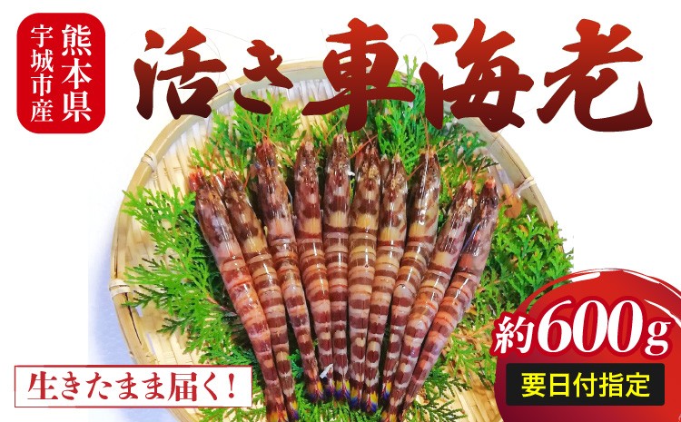 
            【配送日必須】【先行予約】熊本県産 活き車海老 約600g（20～30尾程度）【発送期間11月14日から2月28日】 
          