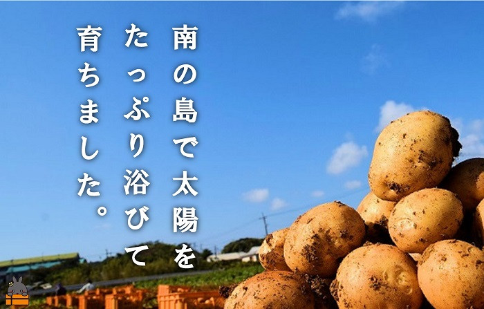 収穫時期は島中で農家さんがひとつひとつ丁寧に収獲しています。