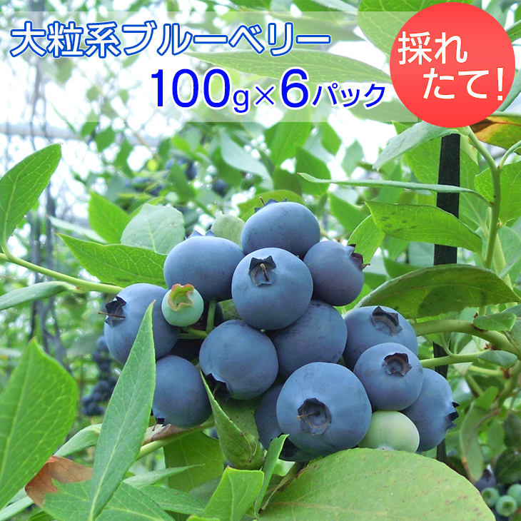 採れたて！大粒系ブルーベリー　100g×6パック ※2025年5月上旬〜7月上旬頃に順次発送予定 ※着日指定不可