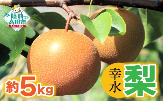 【令和8年夏発送予定】梨 （幸水） 約 5kg  なし 熊谷農園