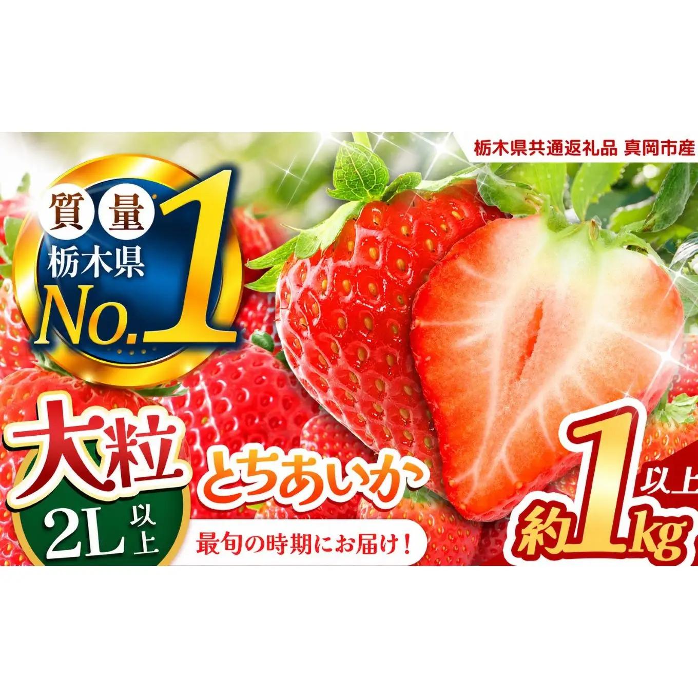 いちご 2L以上 大粒 とちあいか1kg以上【2027年先行予約】 | 苺 イチゴ 栃木県共通返礼品 栃木県矢板市産
