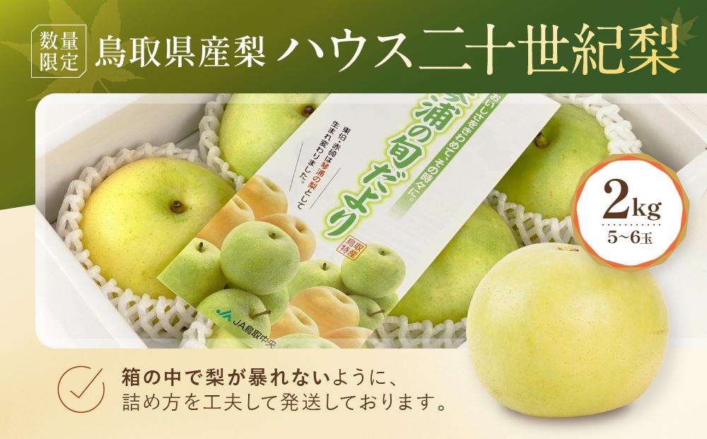 【先行予約】数量限定 鳥取県産梨 ハウス二十世紀梨 2kg(5~6玉)