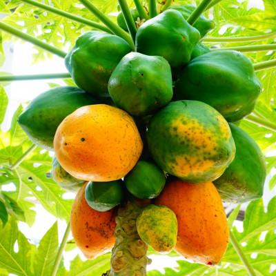 ふるさと納税 伊平屋村 伊平屋産のフルーツパパイヤ 2kg |  | 03