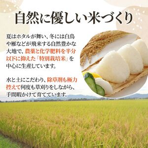 令和7年産 先行予約 新潟上越産ミルキークイーン 【6ヶ月連続お届け】 5kg×6回 30kg 6か月 ミルキークイーン 米 こしひかり こめ おすすめ 新潟 新潟県産 にいがた 上越 上越産