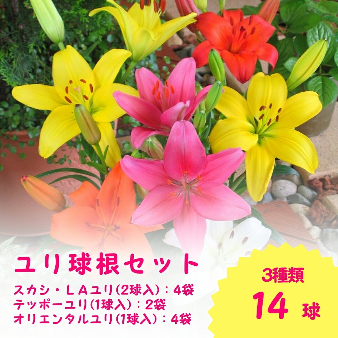 【ふるさと納税】【先行予約】 ユリ 球根セット 14球入 | ガーデニング 庭 園芸 新潟県 五泉市 新潟県花卉球根農業協同組合 ( 2025年10月より順次発送 )