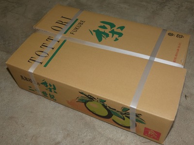 【2026年 先行予約】二十世紀梨 5kg｜鳥取 東光園 梨 2026年収穫後 2026年8月下旬から順次発送【41053】