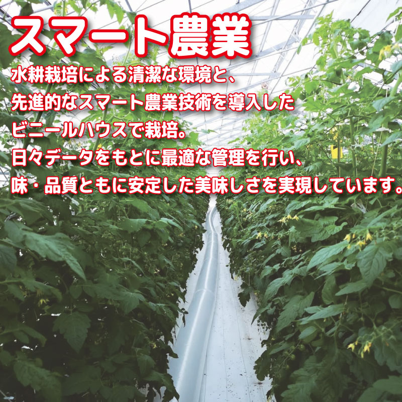 【2026年4月発送】 ミニトマト 1kg 千紫万紅 先行予約 水耕栽培 爽やか 甘い 野菜 やさい 国産 産地直送 数量限定 旬 フレッシュトマト 生野菜 新鮮 ソース 調味料 ケチャップ サラダ 