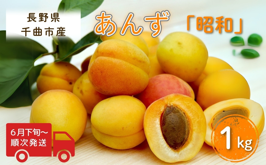 
            【2025年先行予約】あんず 昭和(長野県オリジナル品種) 約1kg 杏子 アプリコット 千曲市産 長野県 信州
          