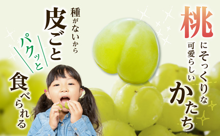 【2026年発送分　先行受付開始！】びぜん葡萄「桃太郎ぶどう」（ハウス栽培）約2㎏入（令和8年8月中旬～9月中旬頃発送）【 岡山県備前市産 桃太郎ぶどう 果物 フルーツ ハウス栽培 約2kg （3～5