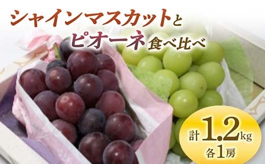 《先行予約 2025年度発送》 シャインマスカットとピオーネ食べ比べ 約1.2kg  マスカット ぶどう ブドウ 葡萄 デザート フルーツ 果物 くだもの 果実 食品 山形県 FSY-0708