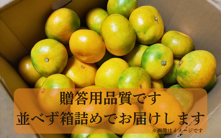 【 贈答用 】 極早生 みかん 3kg S ・ M ・ L いずれか揃えてお届け みかんみかん 清家ばんかんビレッジ