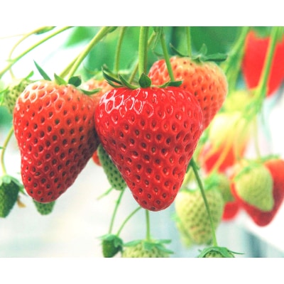 多湖農園のデカうまっ苺「紅ほっぺ」化粧箱入り 500g　【配送不可地域：離島・北海道・沖縄県】