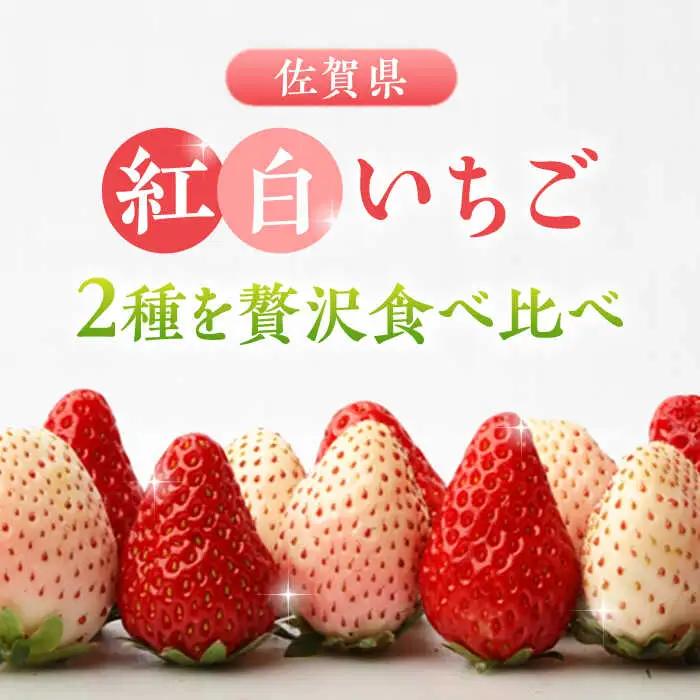 【全4回定期便】いちごさん・パールホワイト / 佐賀県 / かわさきいちご [41ASBJ005]
