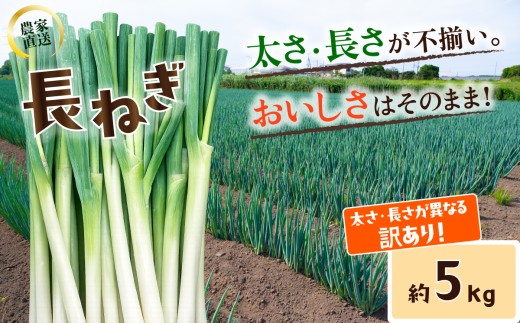 訳あり 長ねぎ《訳あり/正規品・容量が選べる！》訳あり 茨城県産 5kg / 10kg【茨城県 下妻市産 長ねぎ 長ネギ 長葱 白ねぎ 白ネギ 白葱 ねぎ ネギ 葱 野菜 採れたて 旬野菜 季節の野菜 鍋 おすすめ】