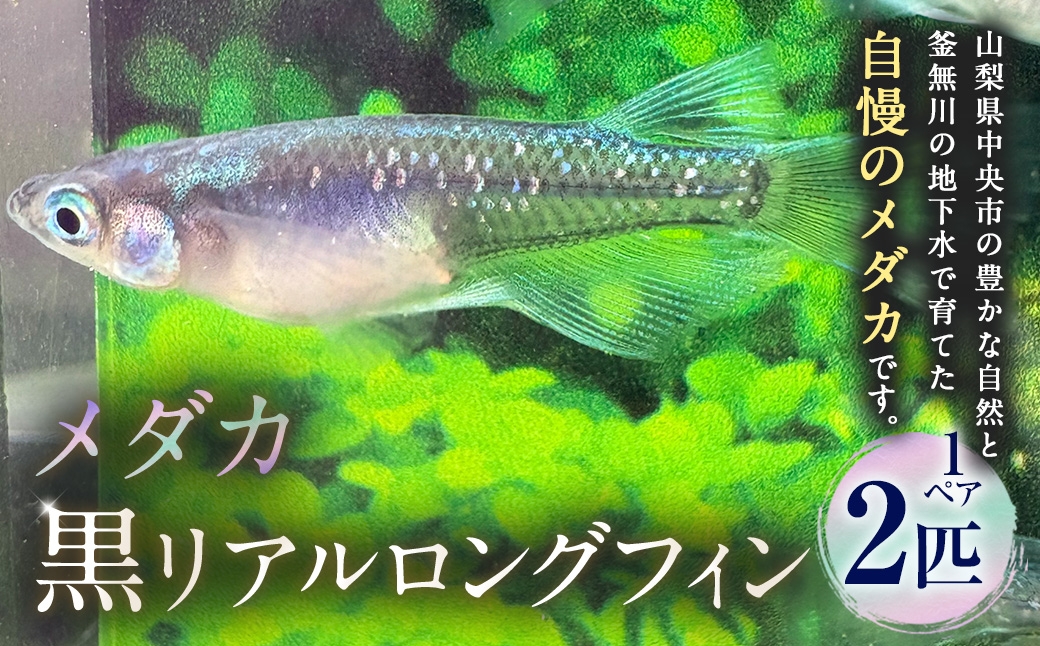 
                  メダカ 【 黒リアルロングフィン 】 1ペア 2匹 めだか 観賞魚 愛好家 魚 さかな インテリア 鑑賞 育成 飼育 淡水魚 川魚 生き物 生物
                