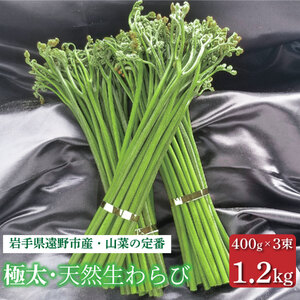 生わらび 極太 1.2kg 400g×3束 天然 岩手県 遠野市 産 ワラビ 山菜 田村りんご店 期間限定 数量限定 【 先行予約 2026年5月上旬発送】