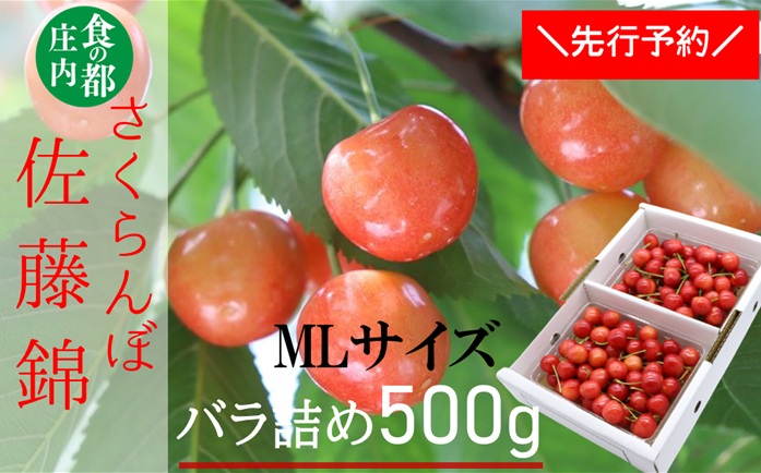 【令和8年産】食の都庄内　庄内産さくらんぼ「佐藤錦」500gバラ詰め（MLサイズ）　※令和8年6月中旬～下旬頃発送予定 [HS4-269(庄内旬青果)]